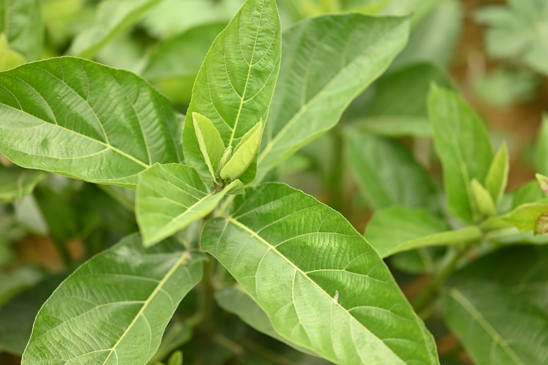 Ashwagandha root and plant natural herb